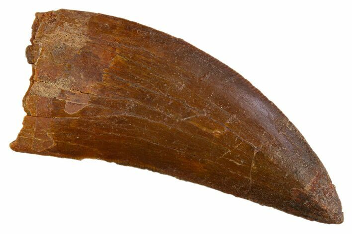 Serrated, Carcharodontosaurus Tooth - Real Dinosaur Tooth #308357